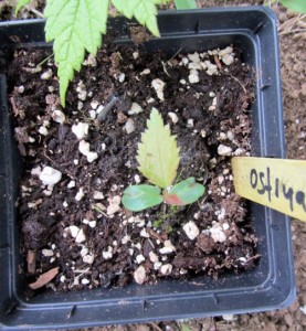 Ostrya americana seedling