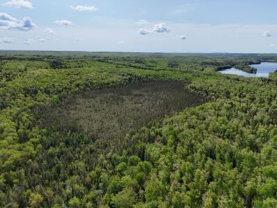 Treed Bog Area